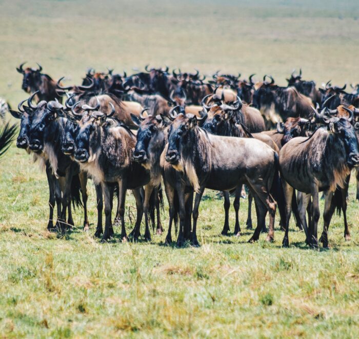 Naboisho Conservancy safaris