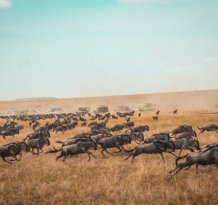 Naboisho Conservancy safaris