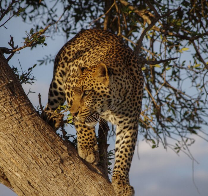 Naboisho Conservancy safaris