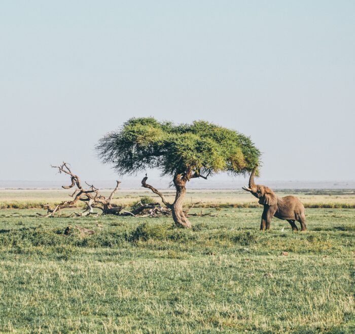 Amboseli National Park safari