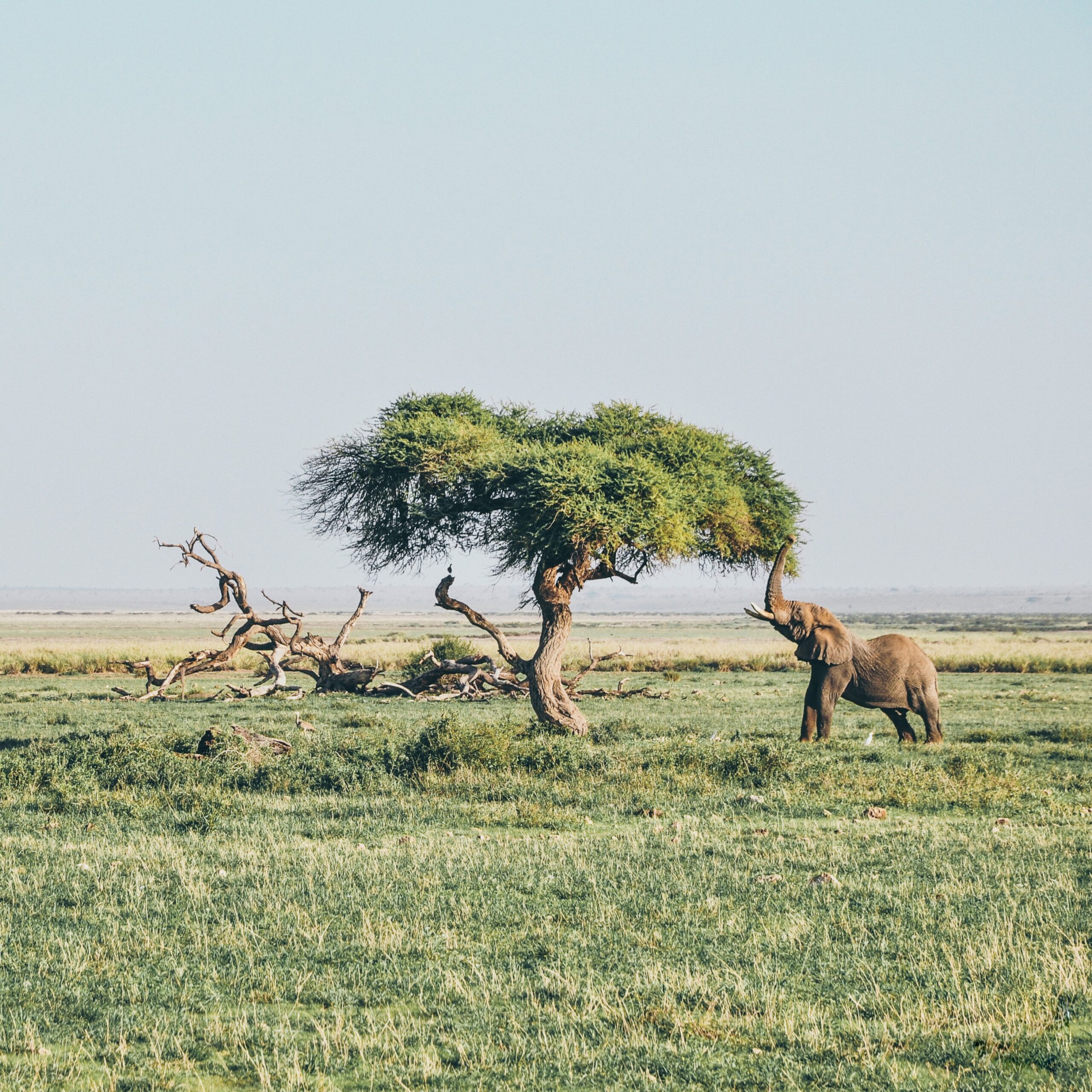 Amboseli National Park safari