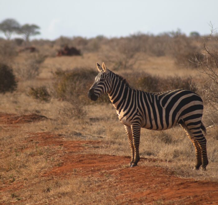 Kenya Wellness Safari