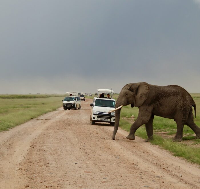 Kenya Wellness Safari