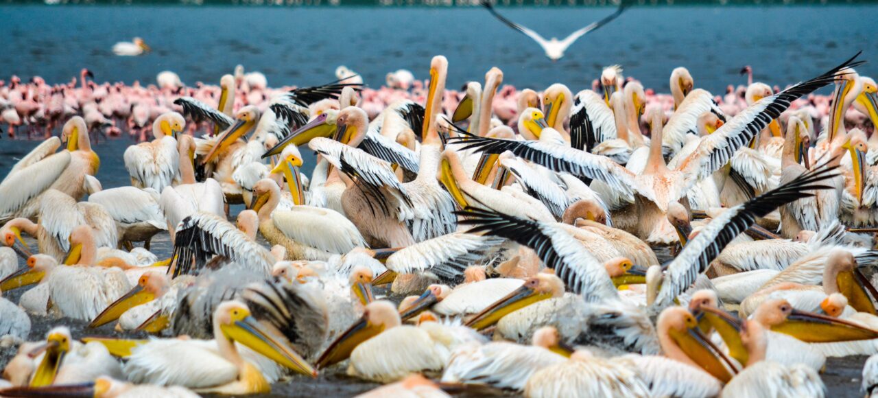 Kenya birdwatching safaris