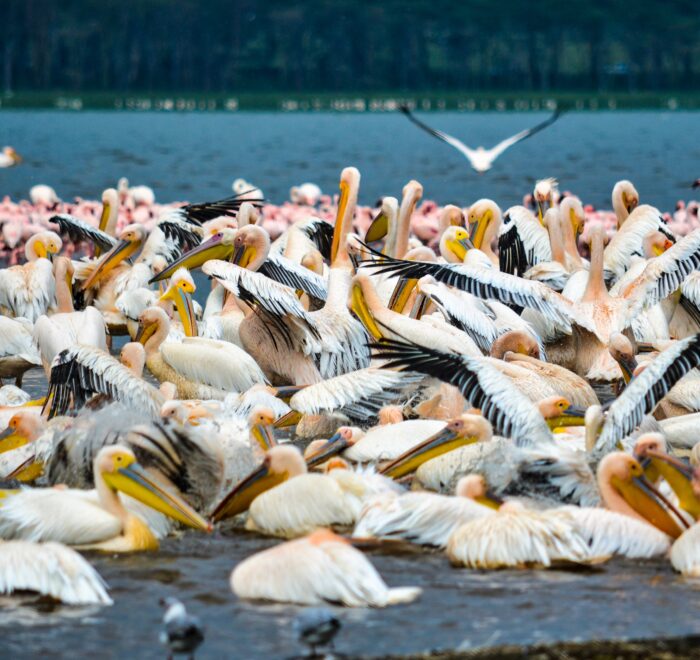 Kenya birdwatching safaris