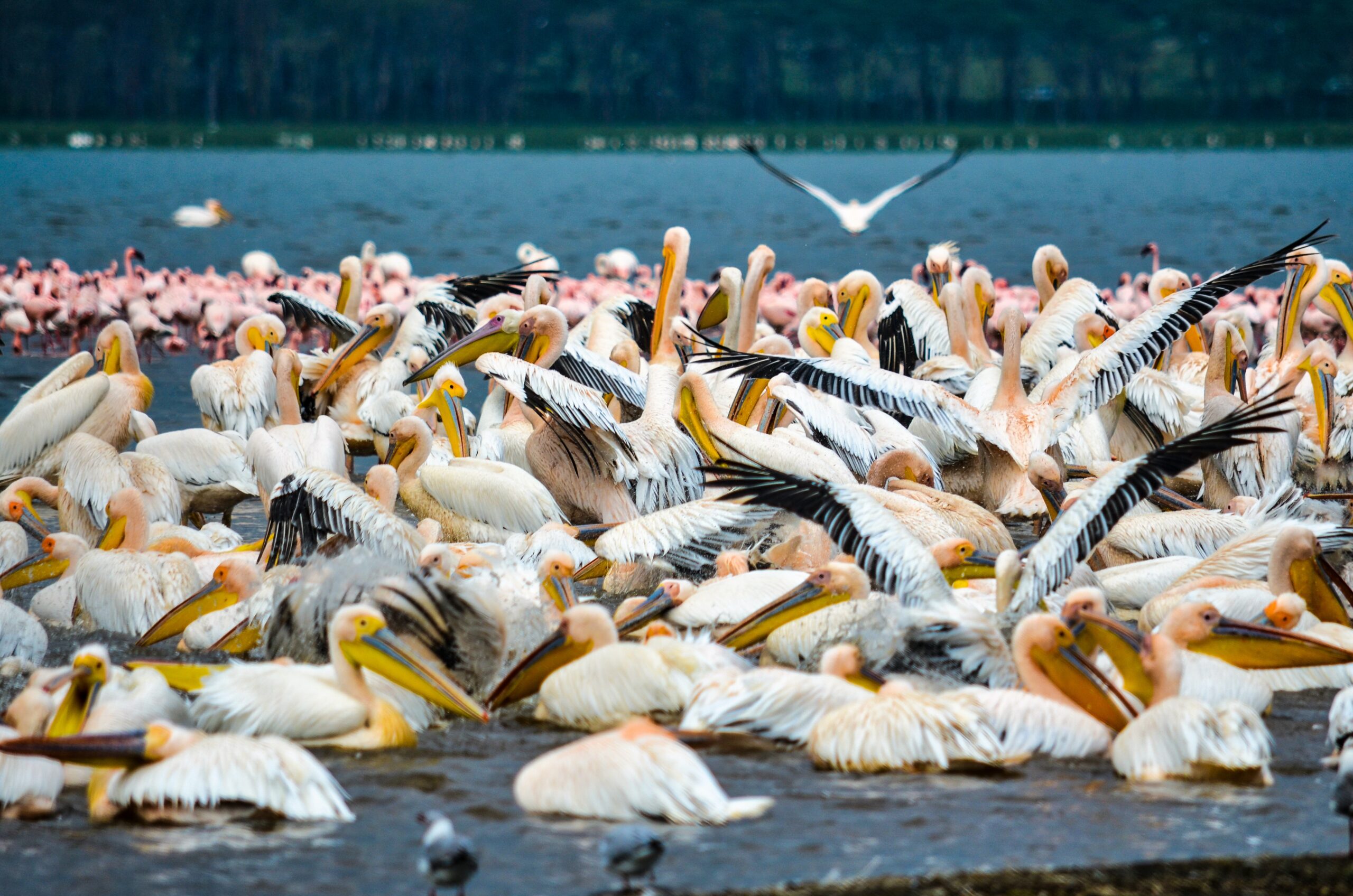 Kenya birdwatching safaris