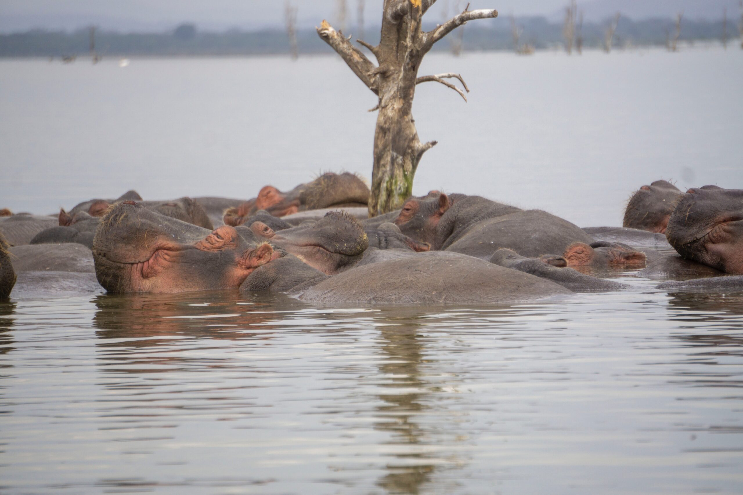 Lake Naivasha safari