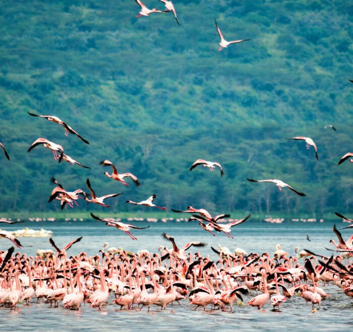 Lake Nakuru National Park safari