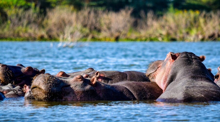 Lake Nakuru National Park