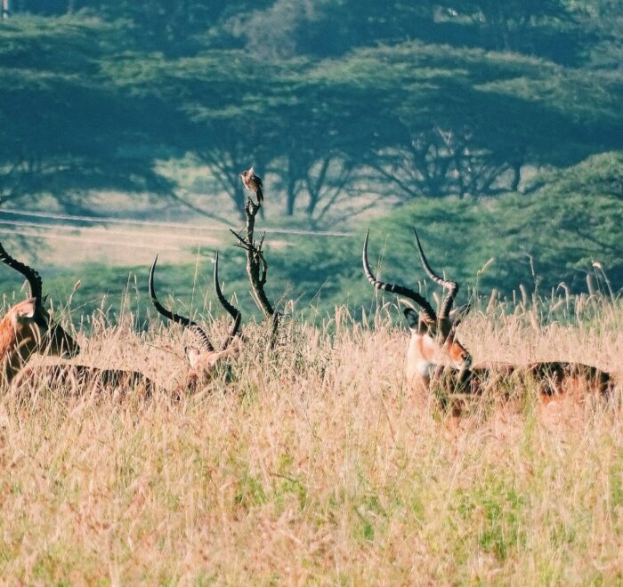 NAIROBI NATIONAL PARK