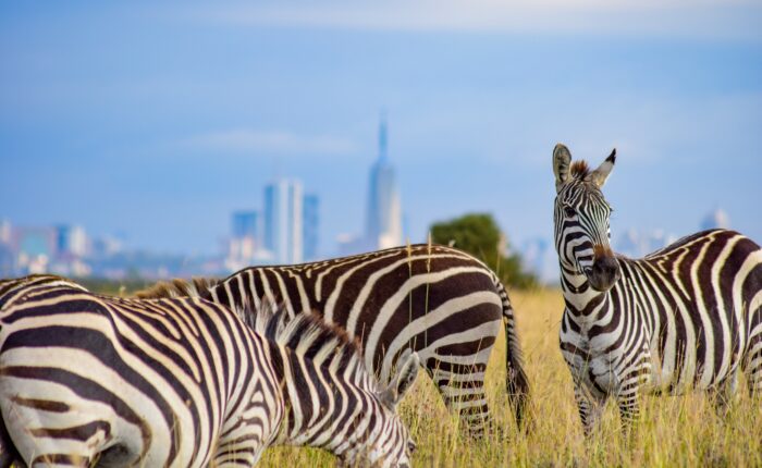 NAIROBI NATIONAL PARK