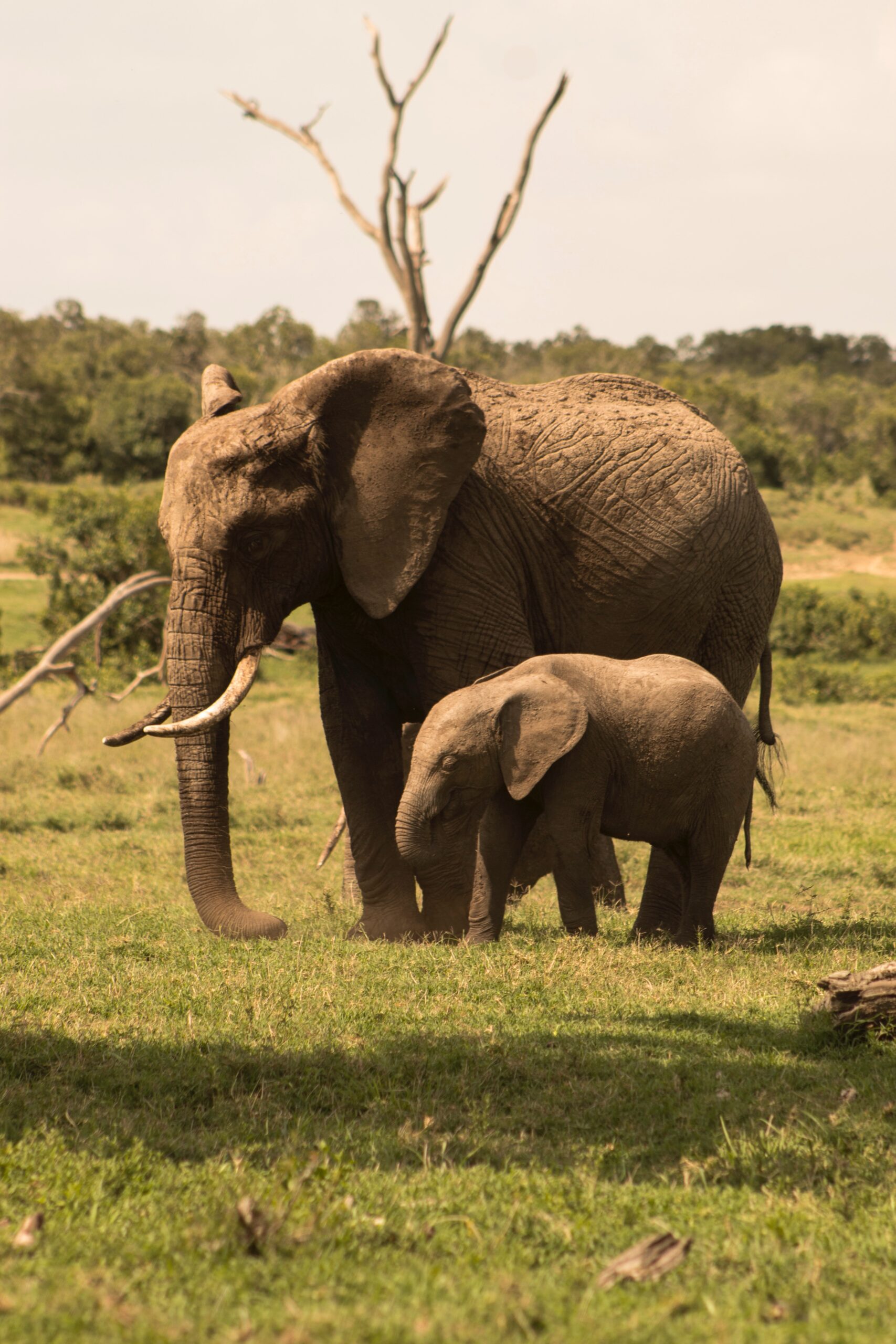 Naboisho Conservancy