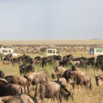 full-kenya-experience-safari-expeditions