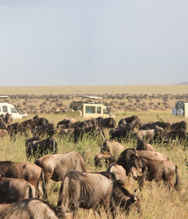 full-kenya-experience-safari-expeditions