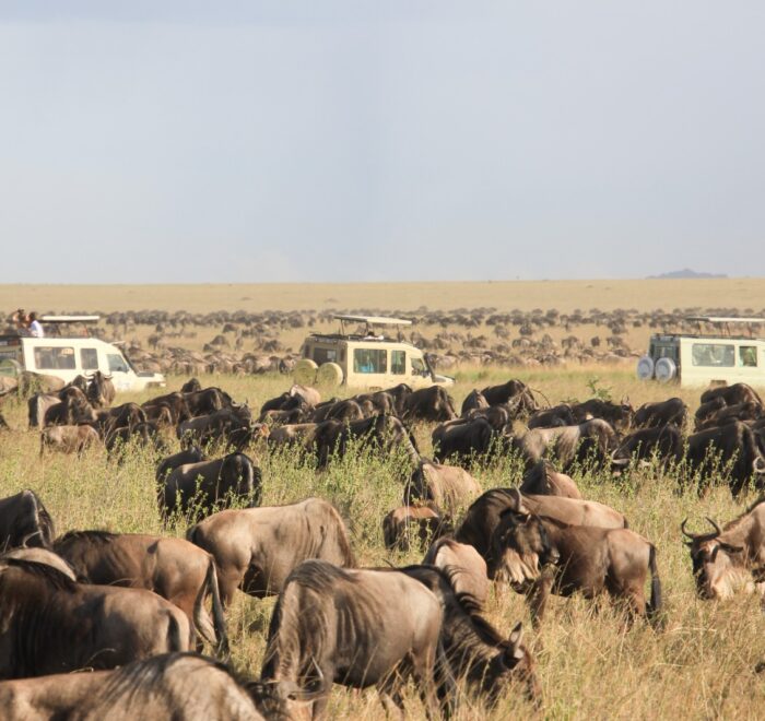 full-kenya-experience-safari-expeditions