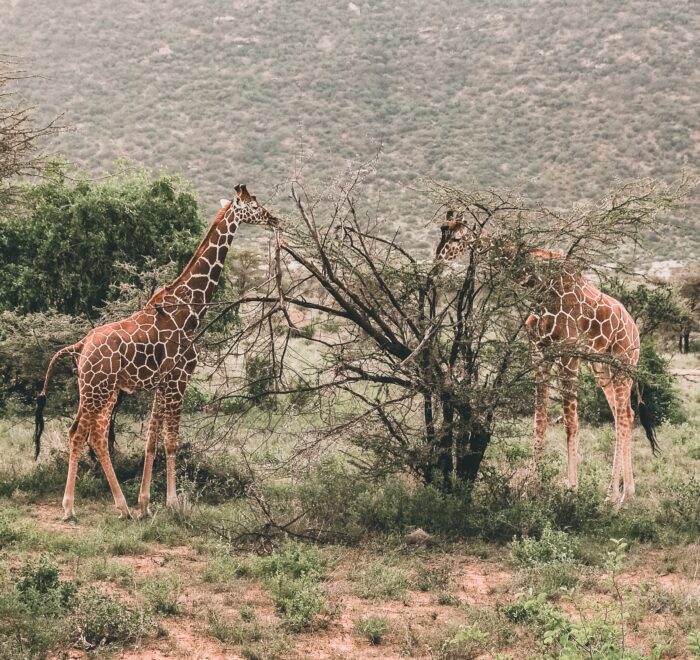 Samburu National Reserve safari