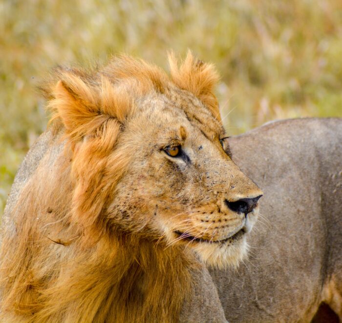 Tsavo National Park safari