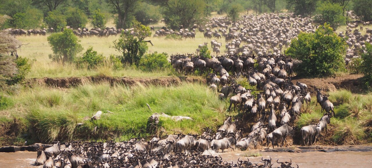 masai mara safari