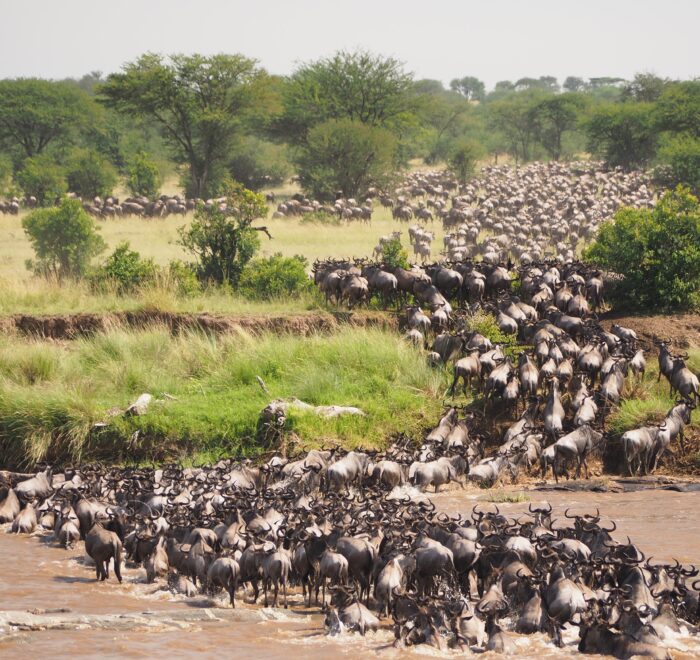 masai mara safari