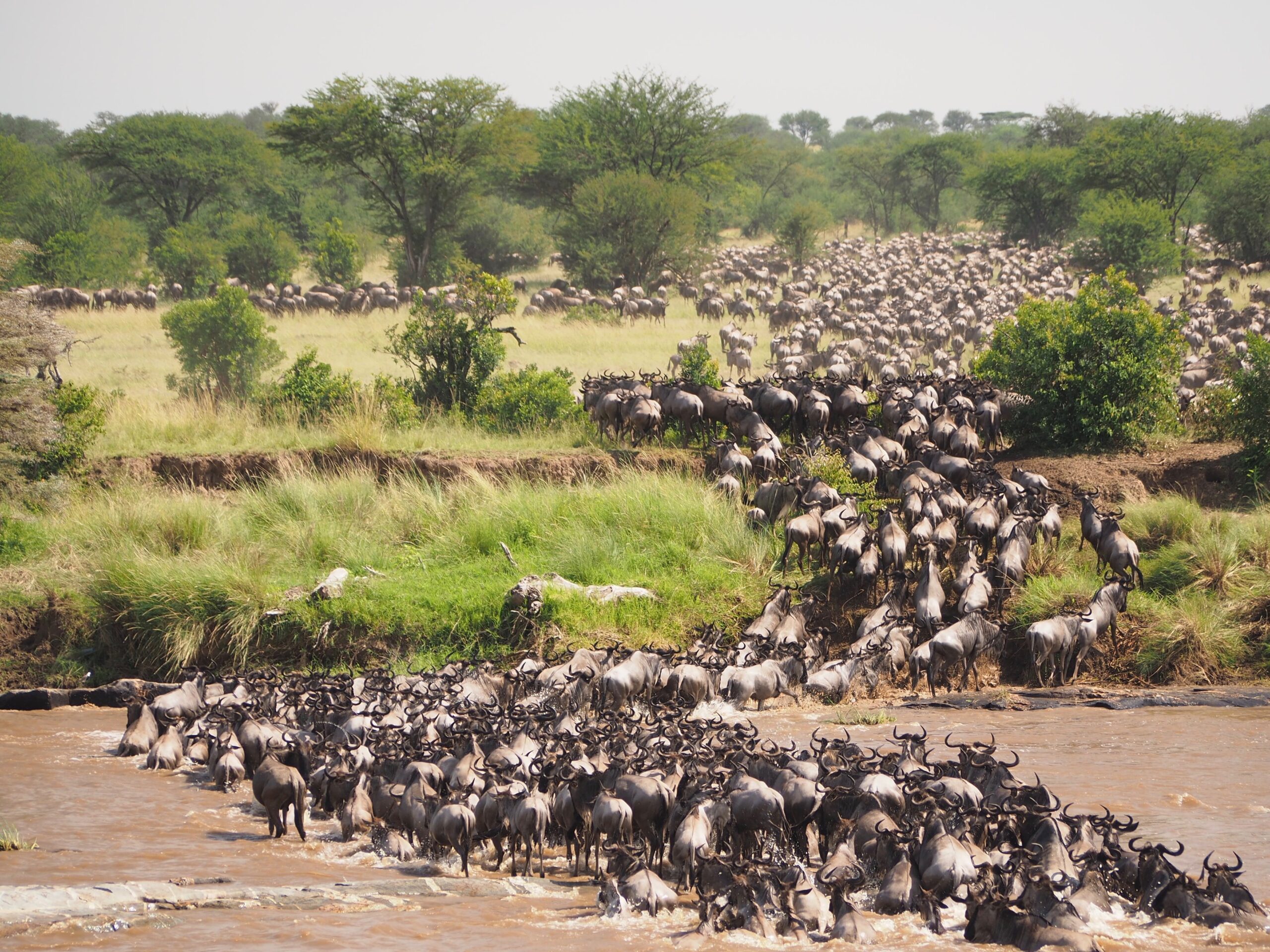 masai mara safari