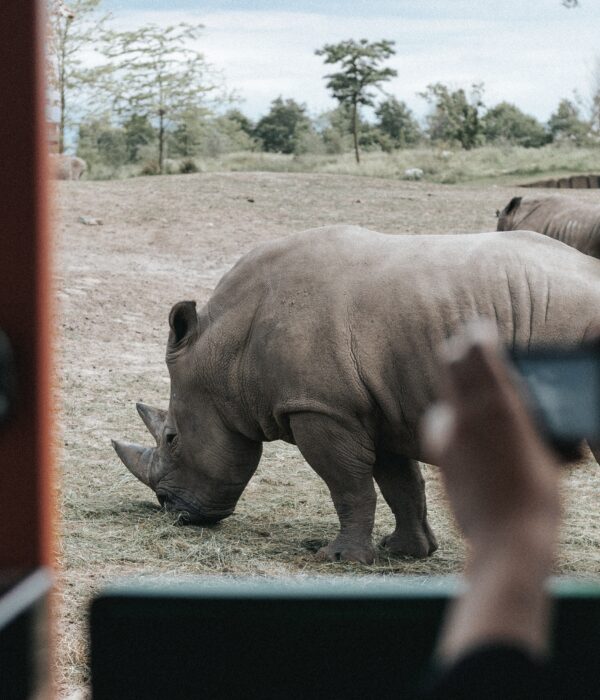 African Safari Adventure