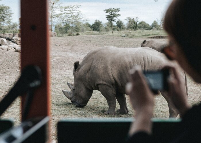 African Safari Adventure