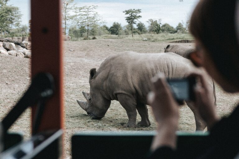 African Safari Adventure