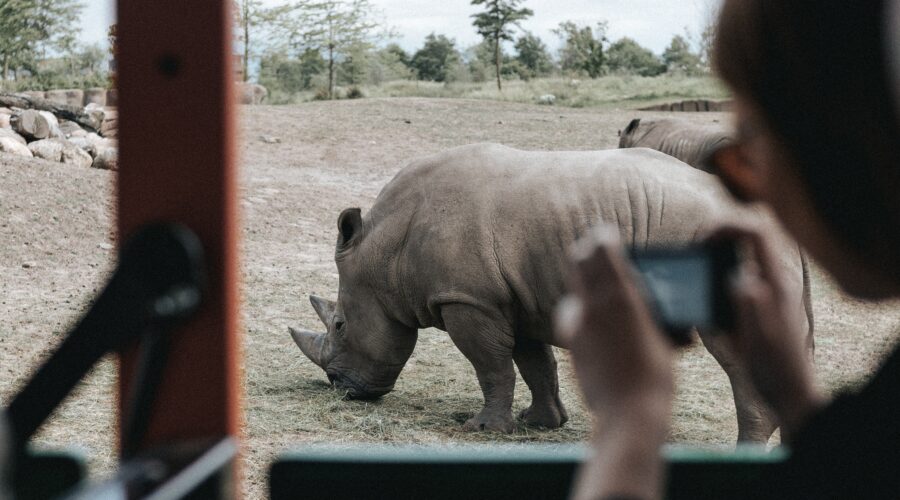 African Safari Adventure