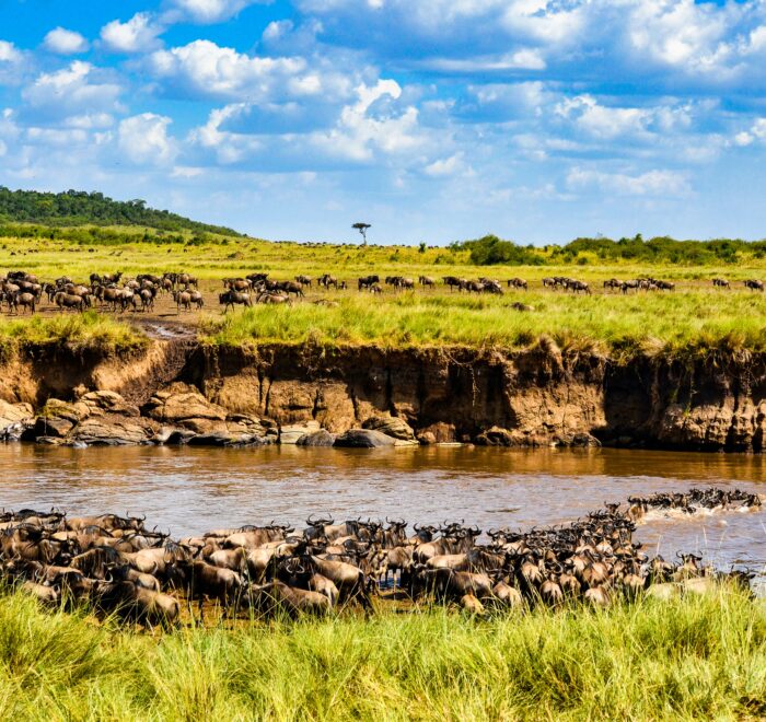 African Safari Adventure