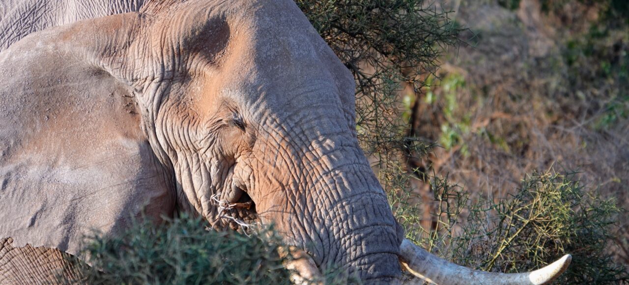 Amboseli National Park guided wildlife tours