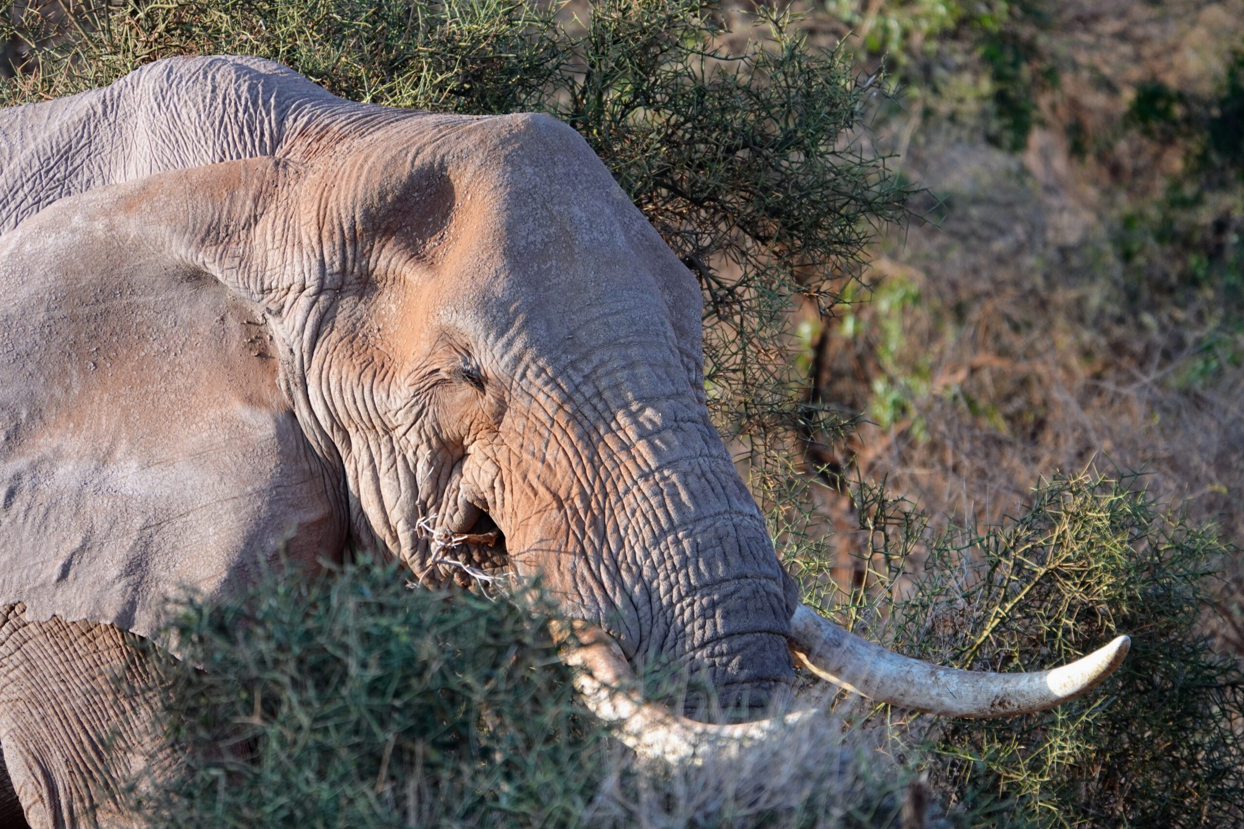 Amboseli National Park guided wildlife tours