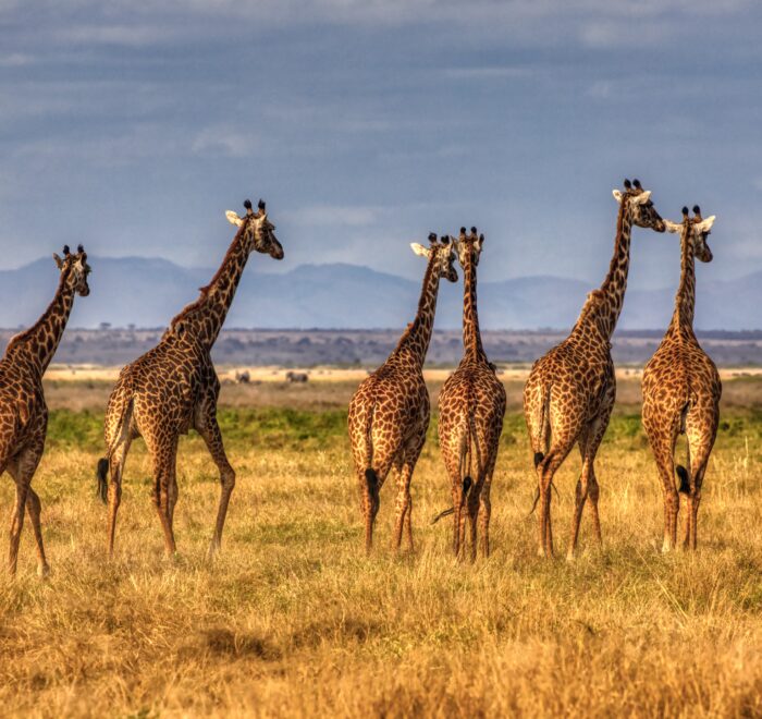 Amboseli National Park wildlife viewing tips