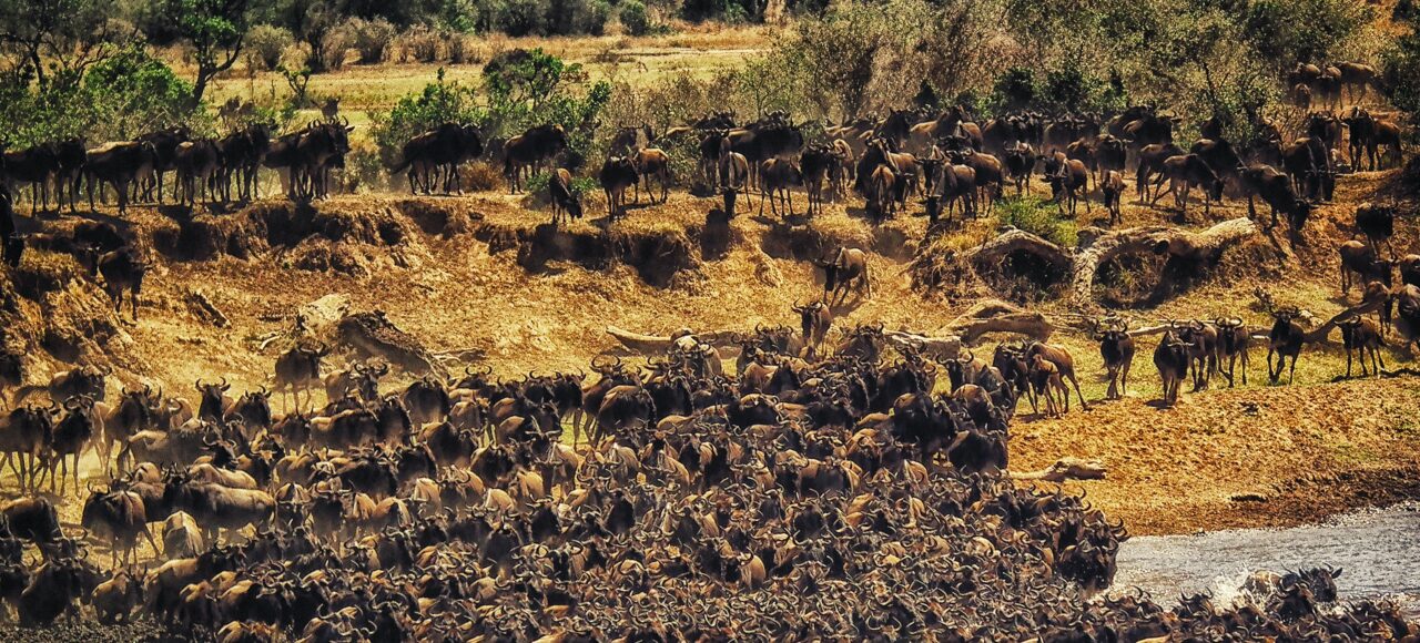 Best time to witness the Great Wildebeest Migration