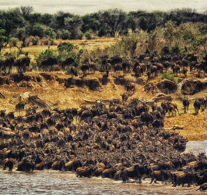 Best time to witness the Great Wildebeest Migration