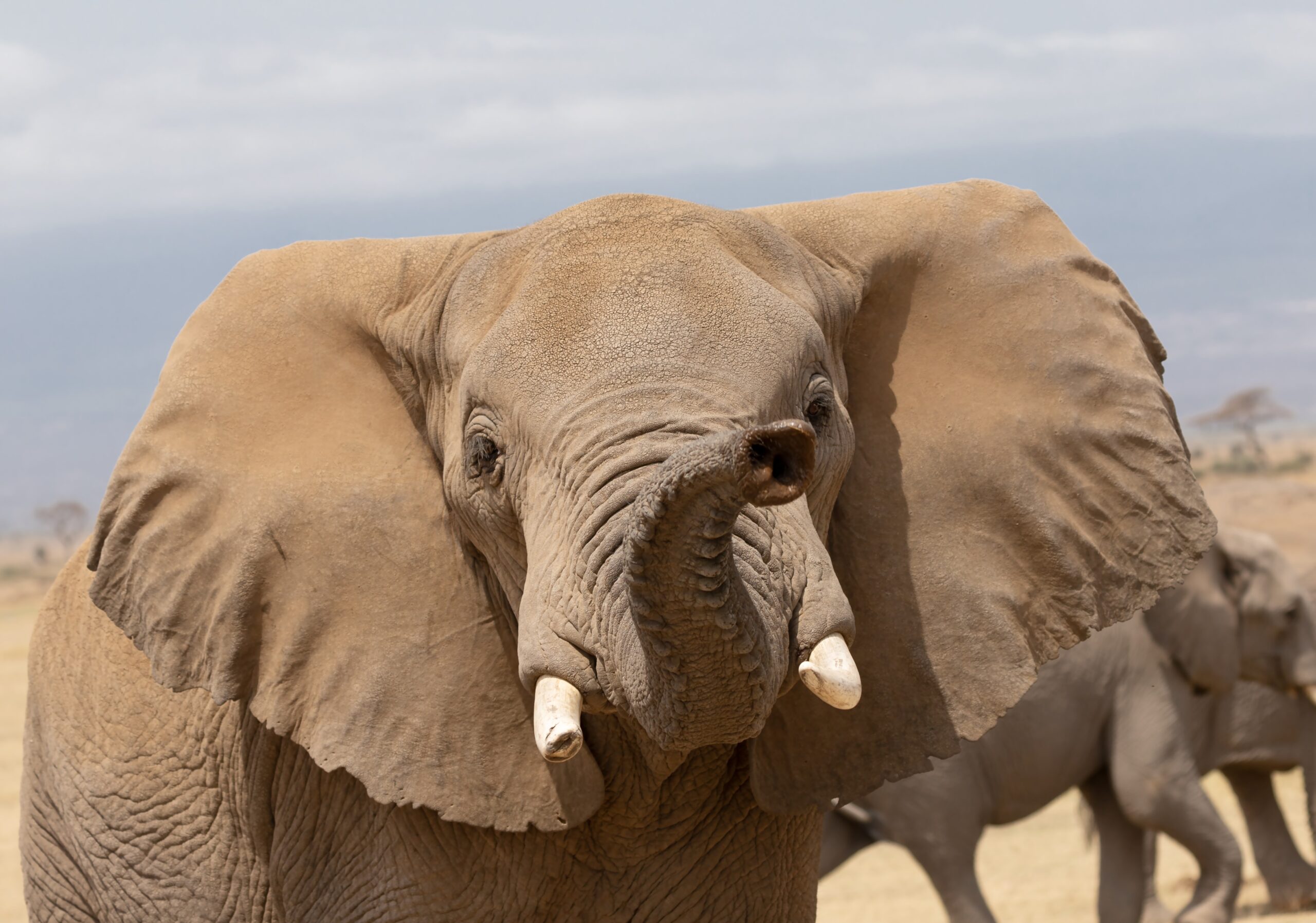 Discover the best time to visit Amboseli National Park for wildlife and make the most of your safari adventure with our expert tips and recommendations.