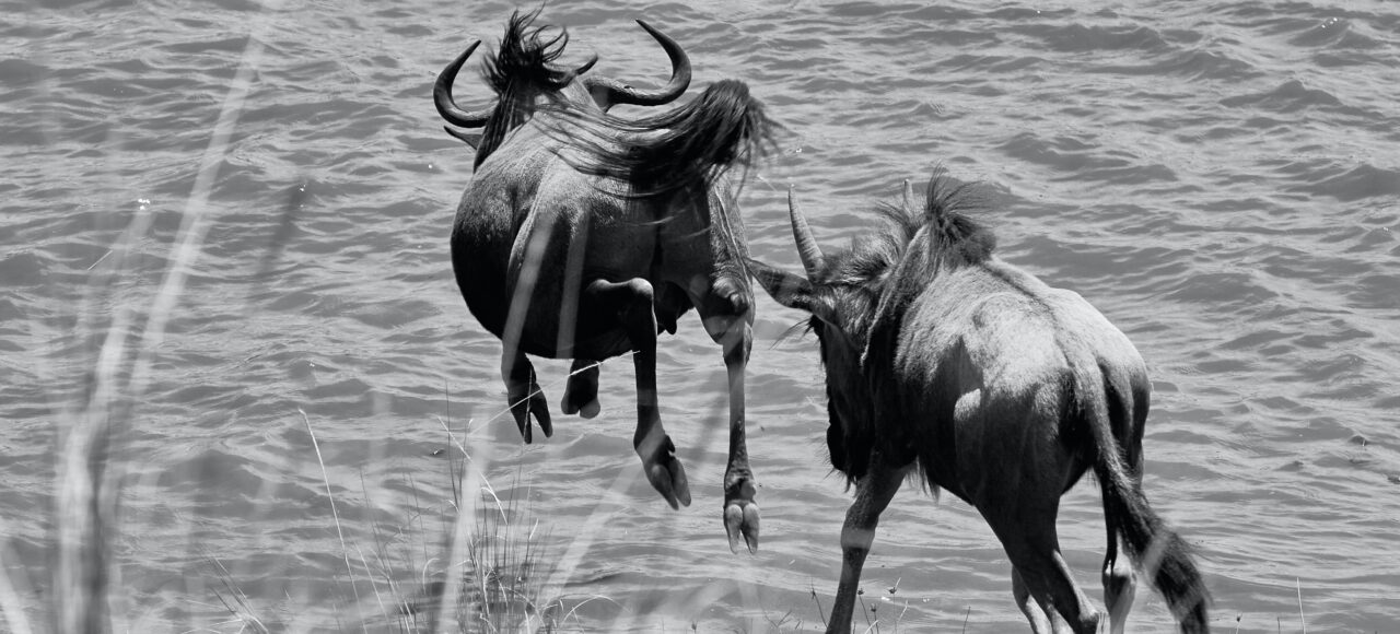 Great Wildebeest Migration photography tips