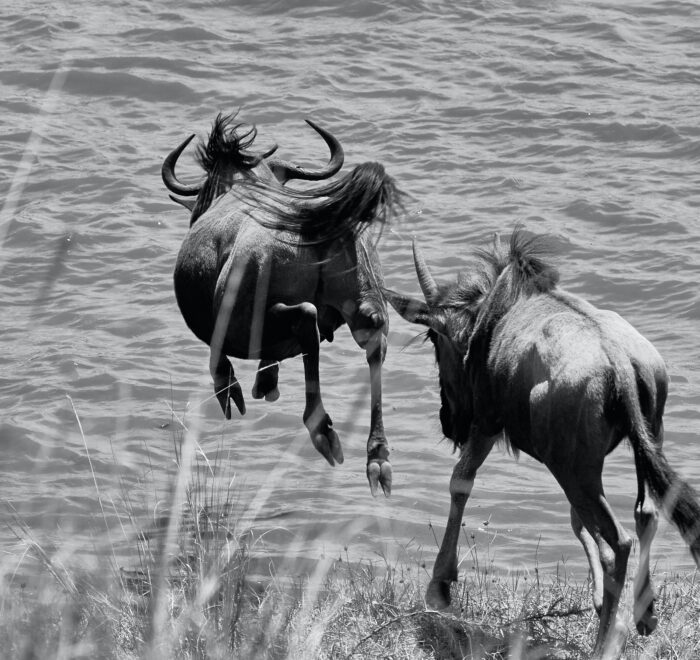 Great Wildebeest Migration photography tips