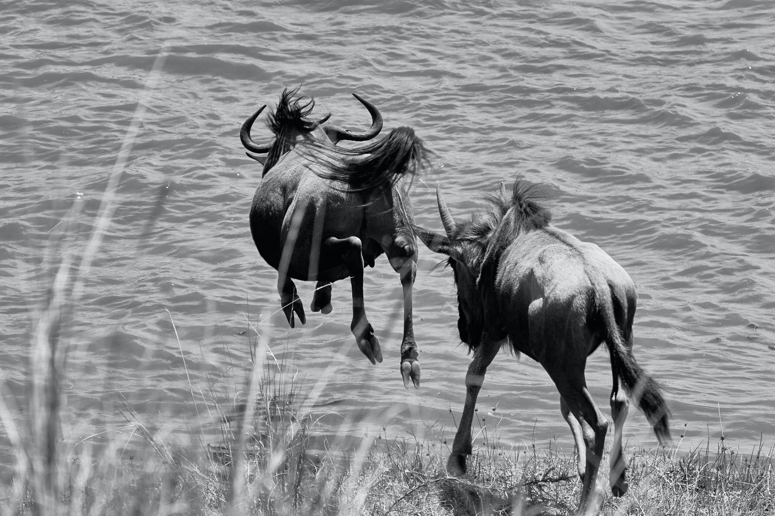 Great Wildebeest Migration photography tips