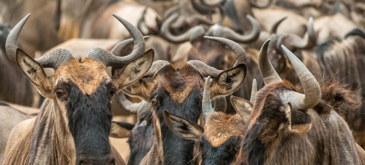 Guided wildebeest migration safaris in Maasai Mara