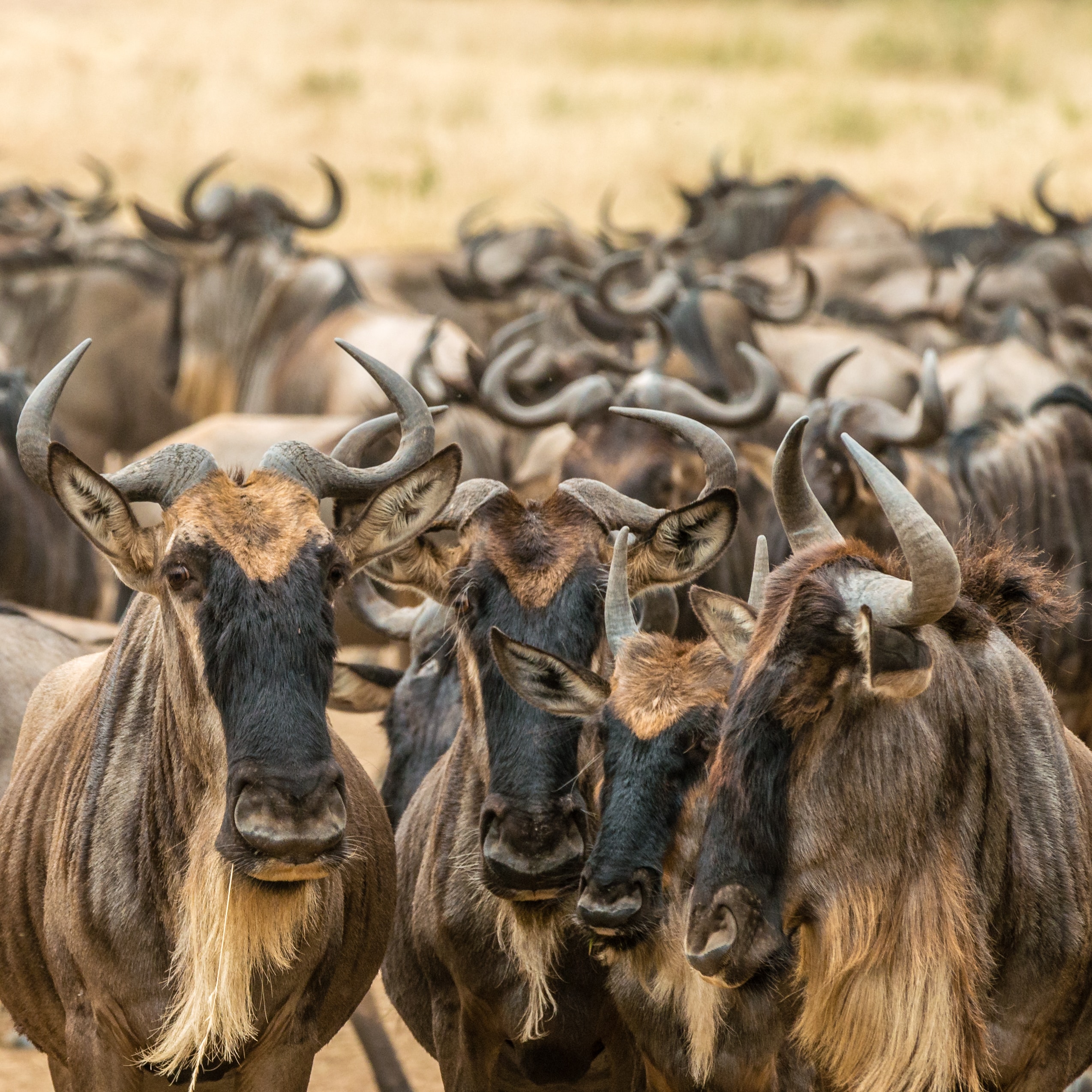 Guided wildebeest migration safaris in Maasai Mara