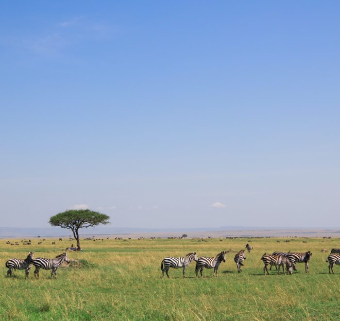 Kenya Luxury Safaris