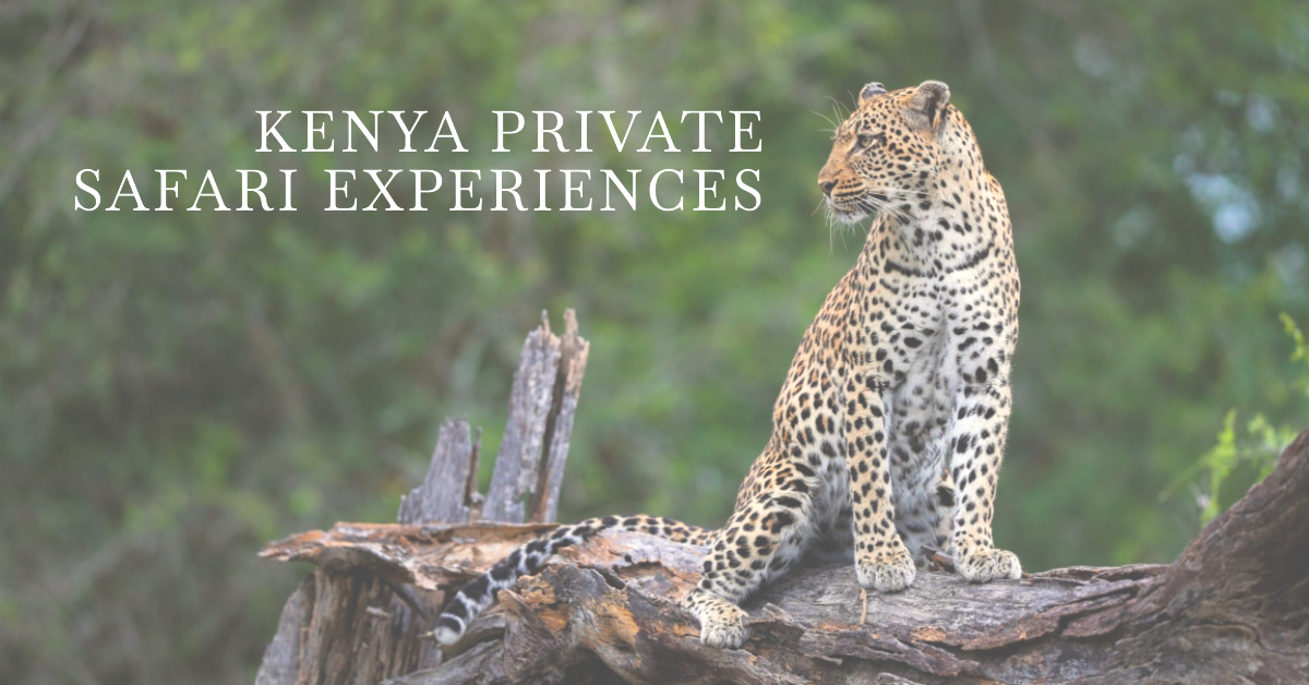 Kenya private safari experiences