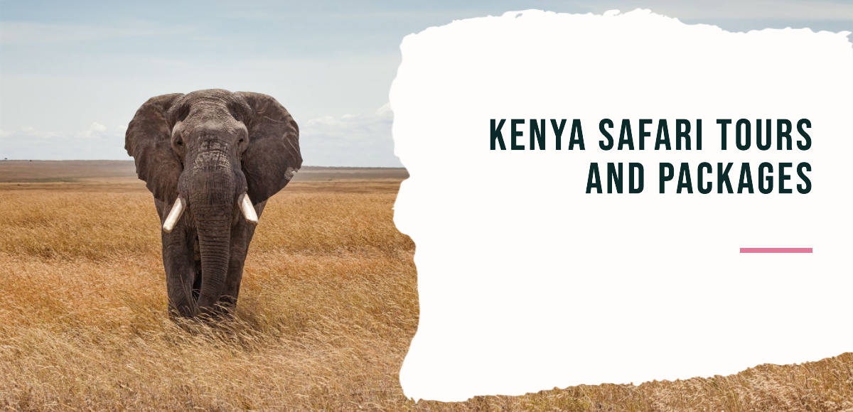 Kenya safari tours and packages