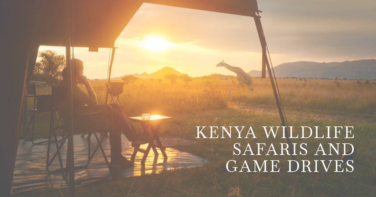 Kenya wildlife safaris and game drives