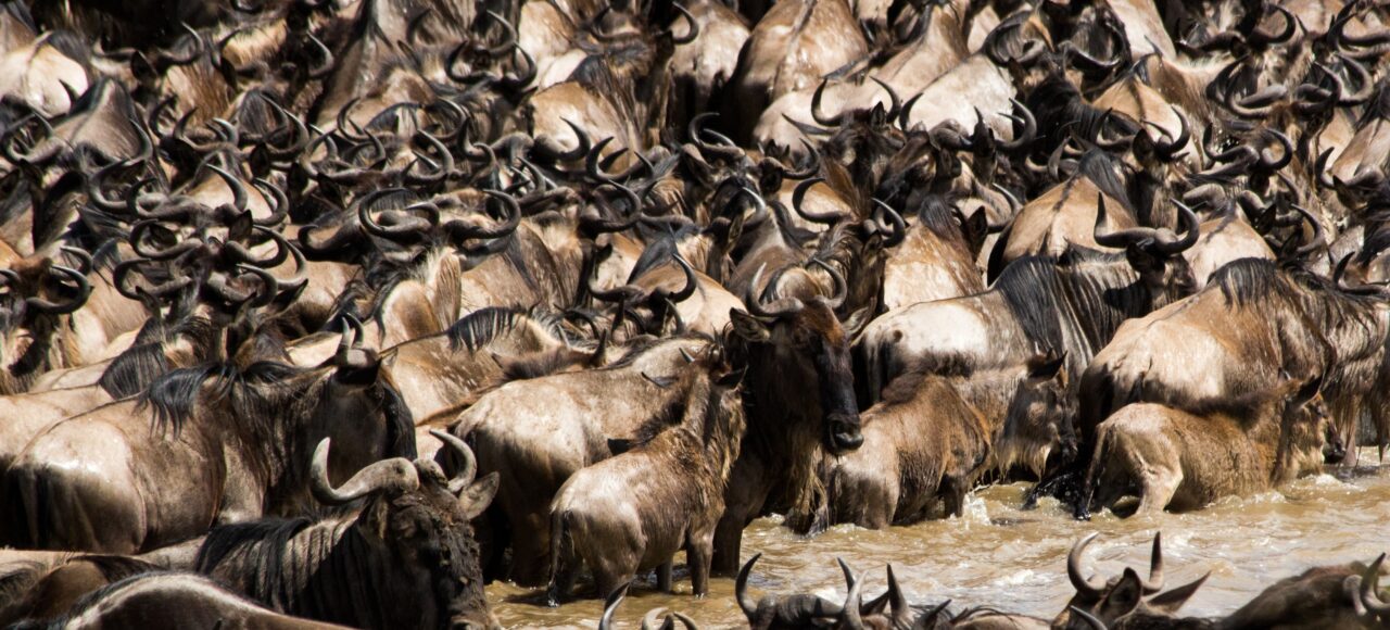 Maasai Mara wildebeest migration tour packages