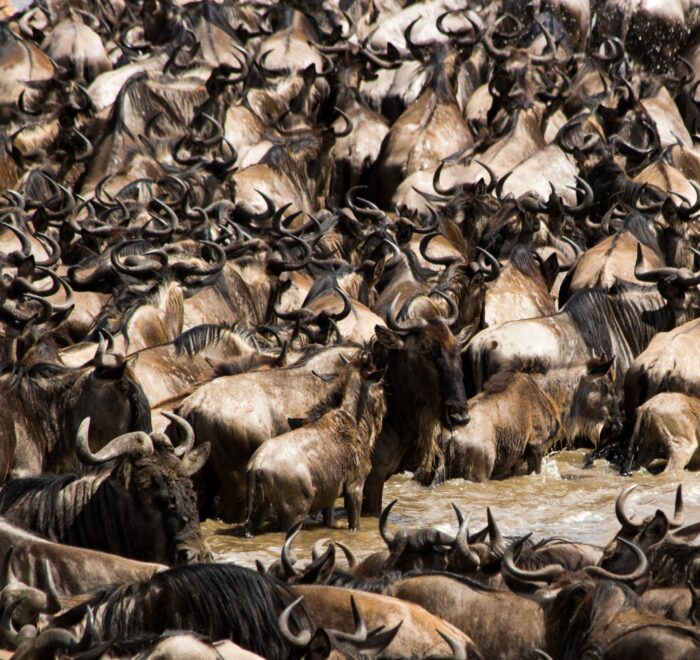 Maasai Mara wildebeest migration tour packages