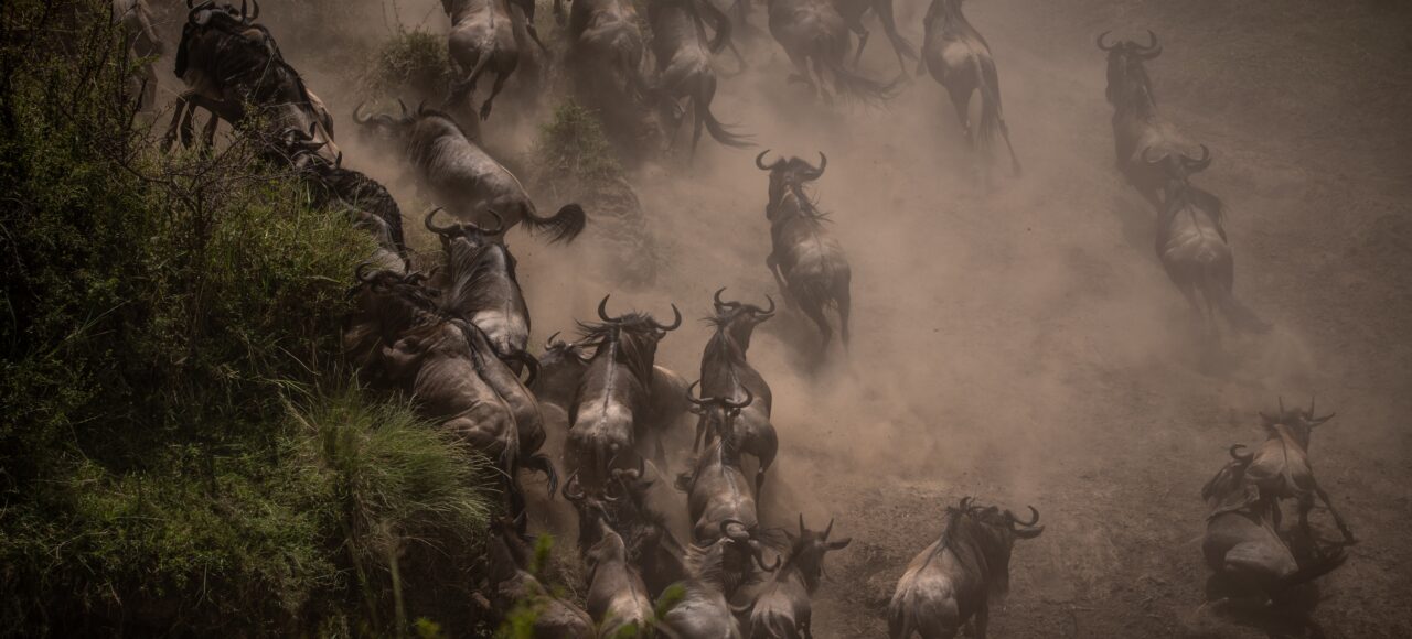 The Great Wildebeest Migration in the Maasai Mara