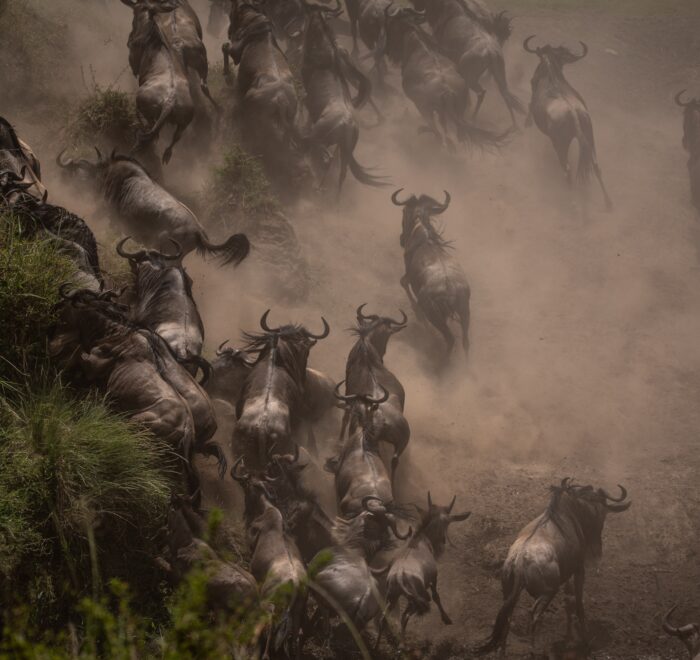 The Great Wildebeest Migration in the Maasai Mara