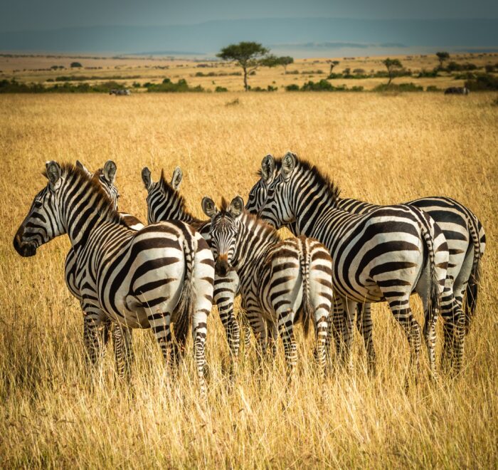 kenya safari packages